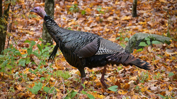 istock Wild turkey racing through autumn woods 1280037112