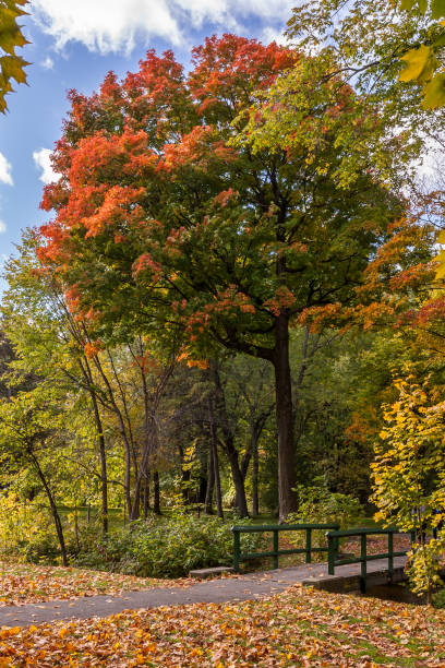 istock The green bridge under an autumn forest 1280037249