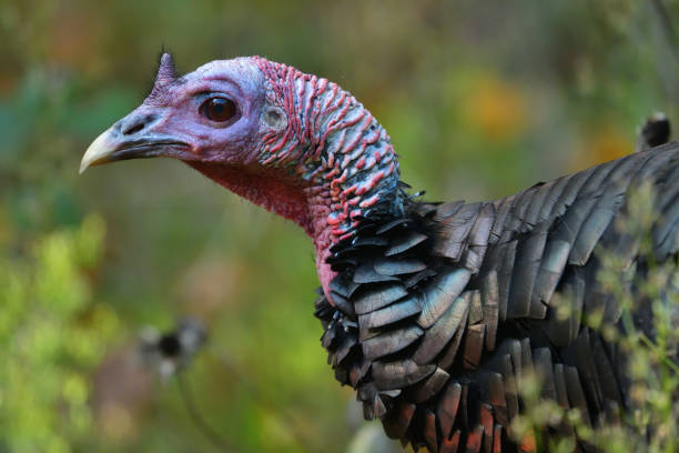 istock Wild turkey against wildflowers going to seed 1280037260
