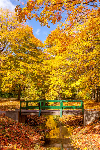 istock The green bridge under an autumn forest 1280037265