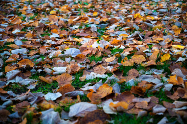 Bed of dead leaves in the forest stock photo