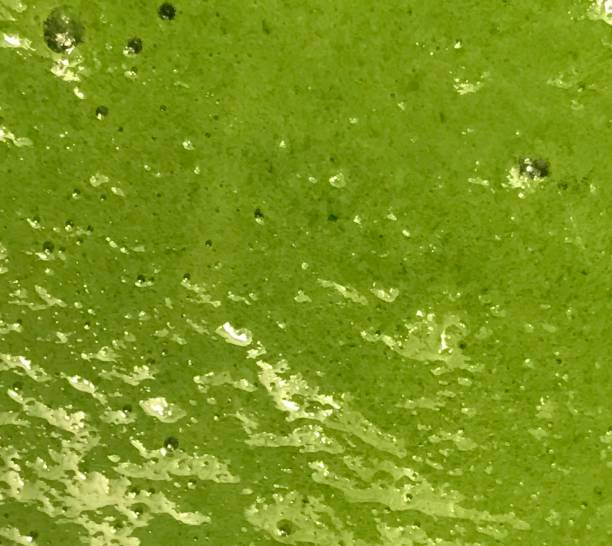 istock Freshly made kale smoothie square background close-up 1280037478
