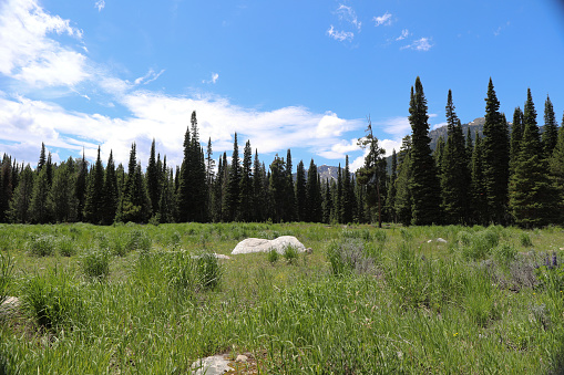 Beautiful scenic meadow