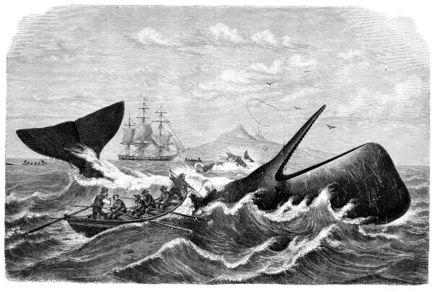ilustraciones, imágenes clip art, dibujos animados e iconos de stock de pescador cazando cachalote 1869 - cachalote