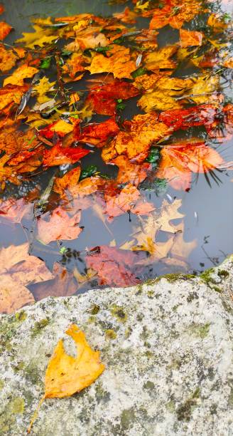 istock The leaf and colors of summer 1280038331
