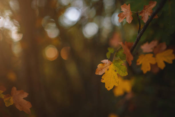 istock Close up image of orange autumn leaves at soft light. 1280039505