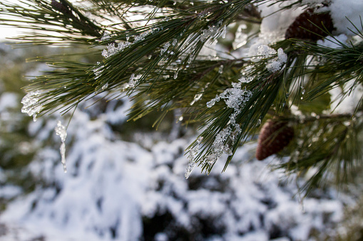 Melting Snow On Pine Tree