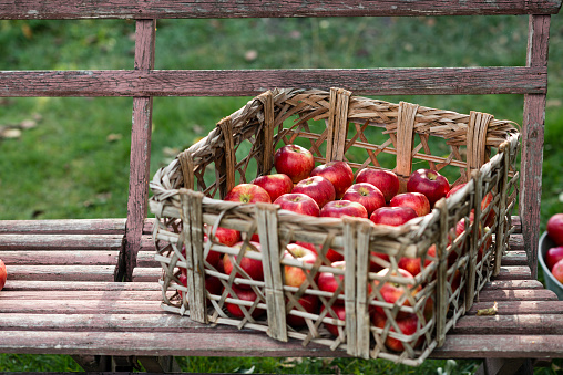 Various fresh autumnal fruits in a wicker basket with orange and yellow leaves. Grapes, apples, pear, walnuts and chestnuts against green grass background