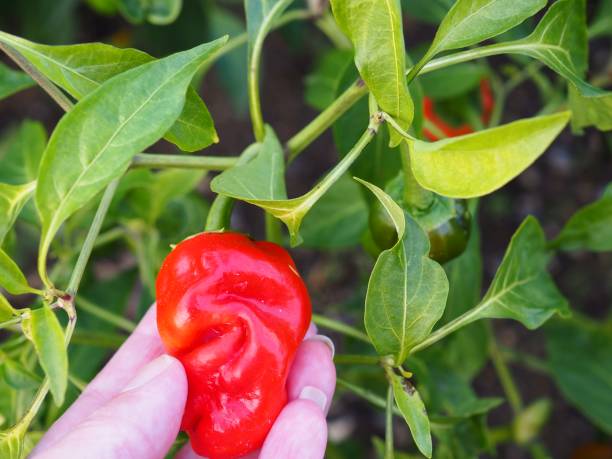 Hot chilli peppers growing on the vine stock photo