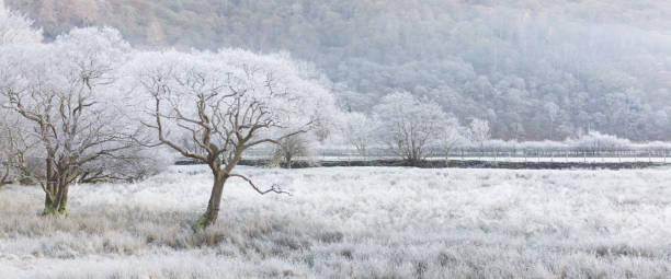 starker frost im winter in borrowdale im englischen lake district - winter woods frost fragility stock-fotos und bilder