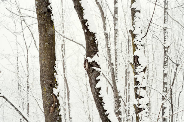 Wood in winter
