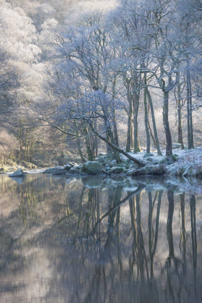 starker frost im winter entlang des flusses derwent in borrowdale im englischen lake district - winter woods frost fragility stock-fotos und bilder