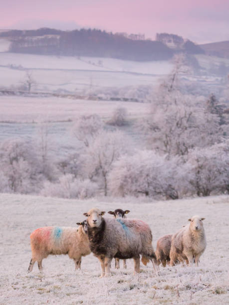 영국 레이크 디스트릭트의 겨울철 에 일출에 무거운 서리와 양 - sheep grazing vertical photography 뉴스 사진 이미지