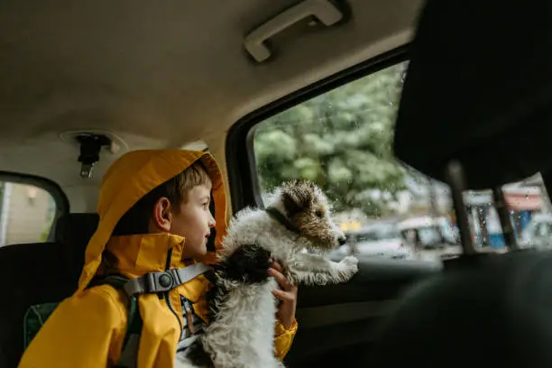 Photo of a young boy and his puppy, riding together in a car on a rainy day