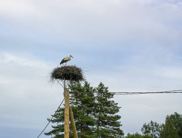 European White Stork (Ciconia ciconia) on the nest with several young chicks being fed.