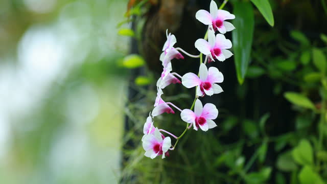 purple orchid flower under the rain drops
