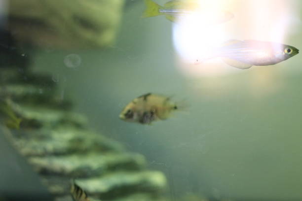 istock baby convict cichlid online 1280043466
