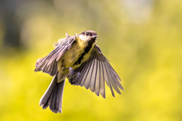 istock Bird in flight on green garden background 1280044523