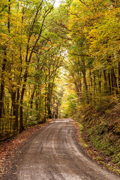 istock A dirt road through the woods in fall 1280044790