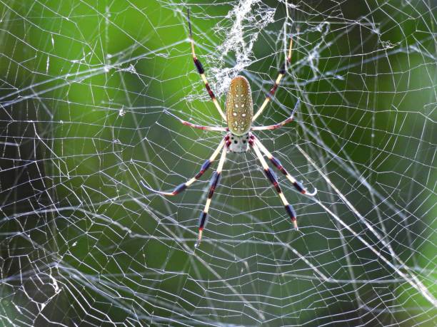 golden silk orb-weaver (trichonephila clavipes) w swojej sieci - orb web spider zdjęcia i obrazy z banku zdjęć