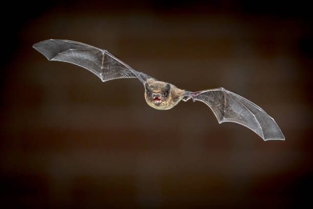 istock Flying Pipistrelle bat in front of brick wall 1280045100