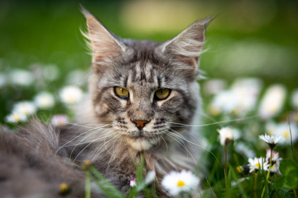 blue blotched tabby maine coon cat with fluffy tail in sunlight outdoors standing on lawn in summertime