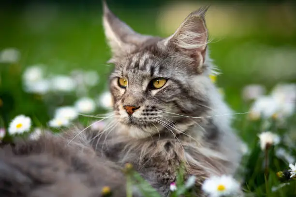 blue blotched tabby maine coon cat with fluffy tail in sunlight outdoors standing on lawn in summertime