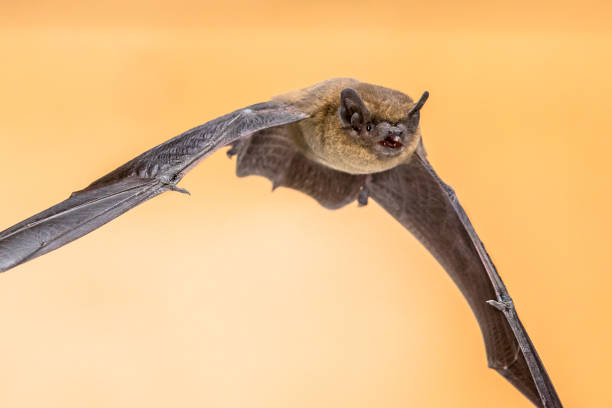 istock Flying Pipistrelle bat on brown background crop 1280045887