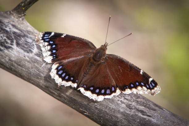 istock Papillon morio, (Nymphalis antiopa), camberwell beauty. 1280046339