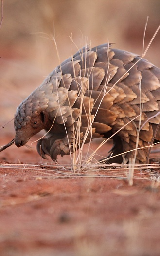 Ground pangolin sightings in the Northern Cape at Tswalu.