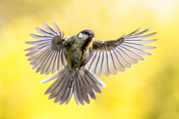 istock Bird in flight on bright yellow background crop 1280047135