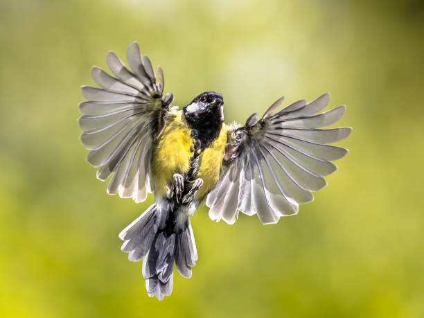 istock Bird in flight on bright green background 1280047226