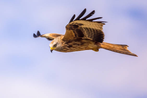 istock Flying red kite against blue sky 1280047626