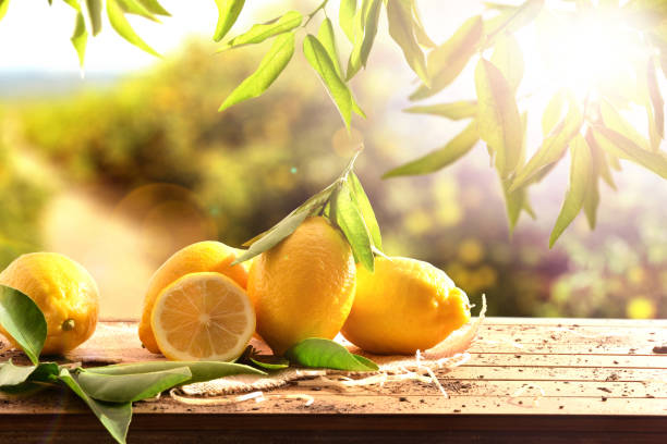 istock Group of freshly picked harvest lemons on table in field 1280047892