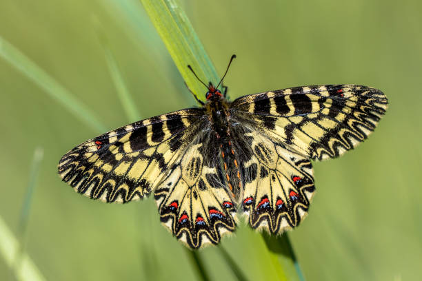 istock Southern festoon butterfly 1280048288