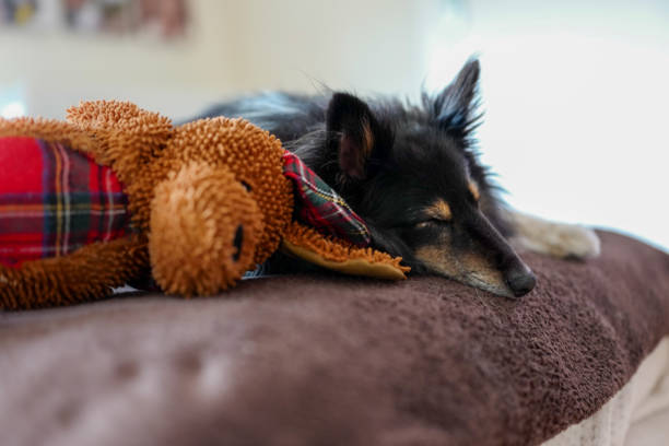 istock Ollie and Bedtime Buddy 1280048378
