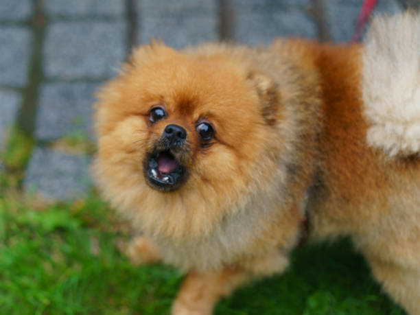istock Portrait of cute Spitz. 1280048540