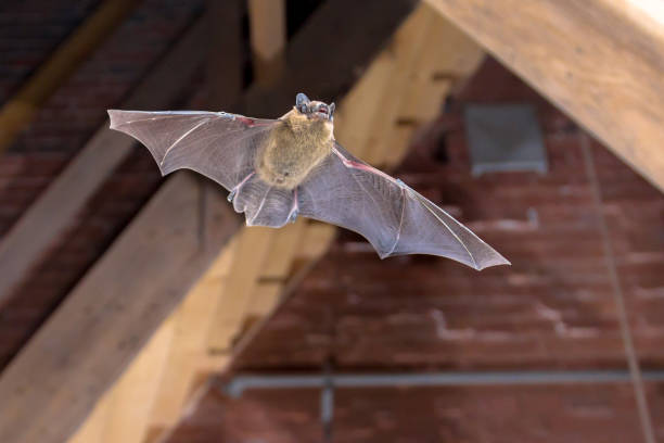 la chauve-souris pipistrelle volant à l’intérieur du bâtiment - bats photos et images de collection