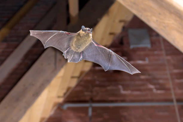 Pipistrelle bat flying inside building Flying Pipistrelle bat (Pipistrellus pipistrellus) action shot of hunting animal on wooden attic of city church. This species is know for roosting and living in urban areas in Europe and Asia. bat stock pictures, royalty-free photos & images