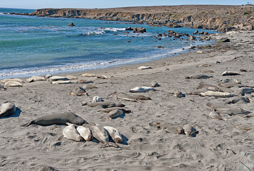 Elephant seals there pups lay on beach inlet in Northern California