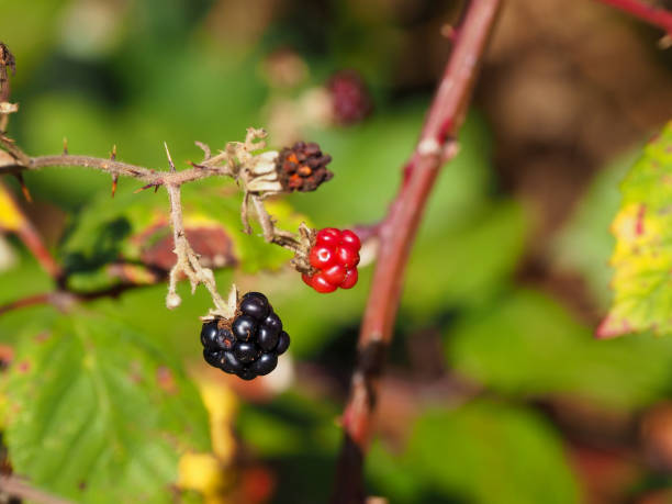 istock ON  BUSH HANGING UNRIPE AND RIPE RASPBERRIES 1280048849