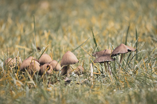 a group of small mushrooms stands on a meadow in autumn