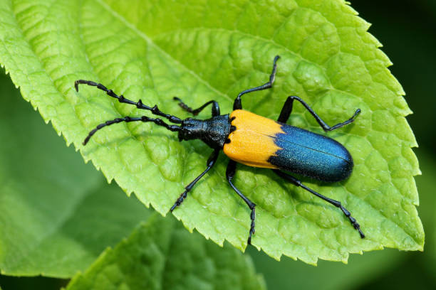 istock Coat Desmocerus / Desmocerus palliatus / Elderberry Borer 1280049025