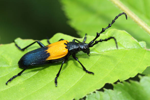 istock Coat Desmocerus / Desmocerus palliatus / Elderberry Borer 1280049046