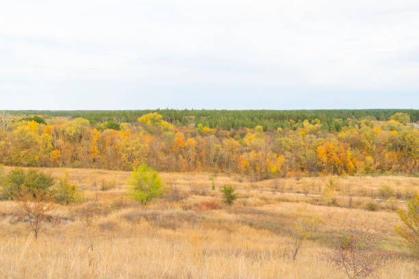 autumn forest landscape with blue sky background. High quality photo