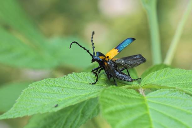 istock Coat Desmocerus / Desmocerus palliatus / Elderberry Borer 1280049577
