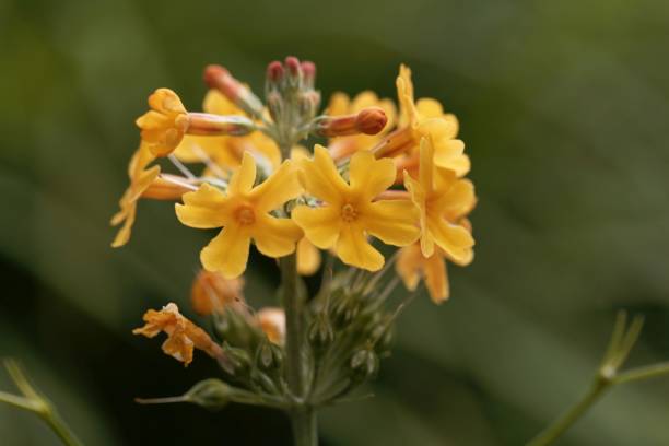 istock The candelabra primula Primula bulleyana 1280049597