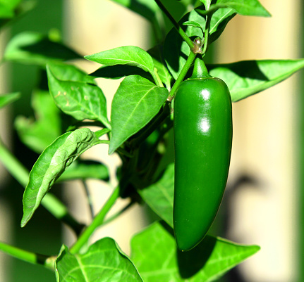 A fresh Jalapeño pepper is featured growing on the plant.  The plant is part of a home garden.