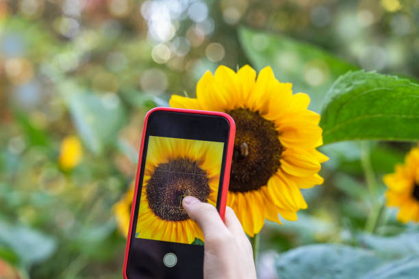 smartphone en manos de una chica haciendo una foto brillante de brillante primer plano de girasol - montar fotos fotografías e imágenes de stock