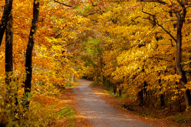 istock A narrow road among yellow and orange maples in the fall. 1280050049